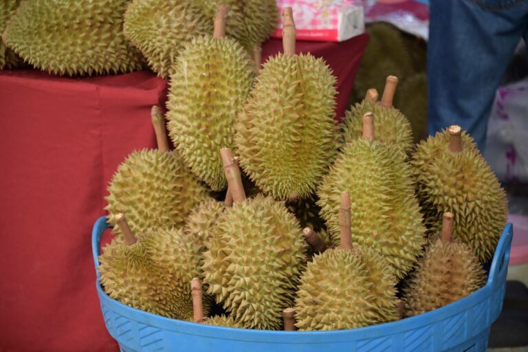 กรมชลประทาน ร่วมพิธีเปิดงาน ทุเรียนภูเขาไฟ ของดีเมืองศรีสะเกษ