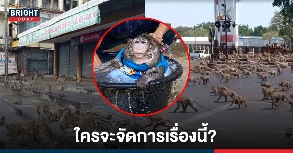 ฝูงลิง ลพบุรีจำนวนมาก สร้างความเดือดร้อนให้ชาวบ้าน ร้อนถึงหนุ่มโพสต์เฟซบุ๊คถึงกรมสัตว์ป่า