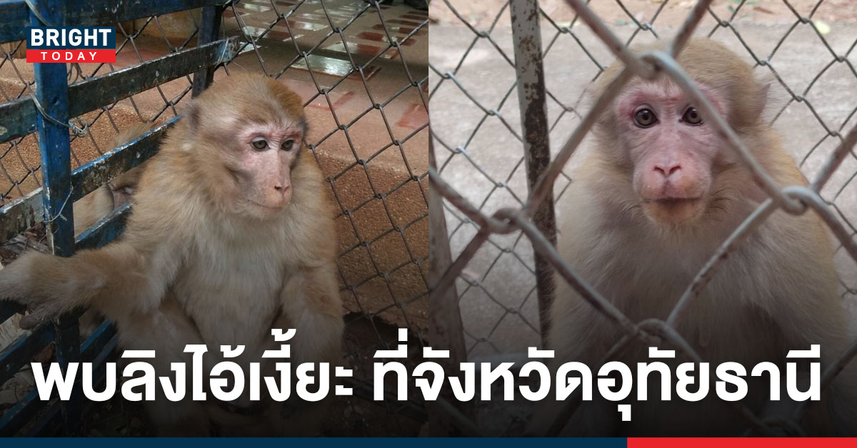 พบ ‘ลิงไอ้เงี้ยะ’ สัตว์ป่าคุ้มครอง ครั้งแรกที่เขาหินปูนเขาปลาร้า เขตห้ามล่าสัตว์