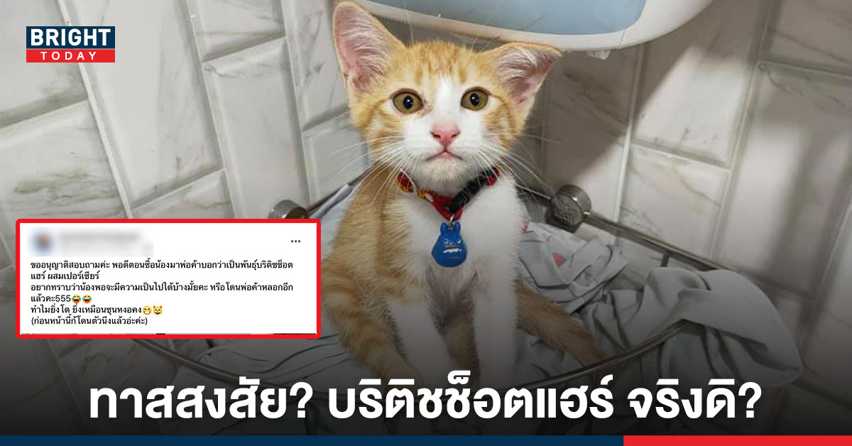 ทาสสงสัย? โดนพ่อค้าหลอก หรือเปล่า ซื้อบริติชช็อตแฮร์ ผสม เปอร์เซียร์ แต่โตมาเป็น ซุนหงอคง