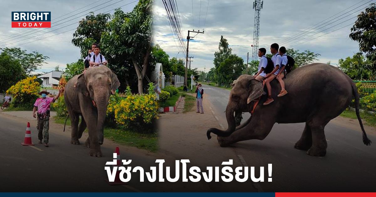 เมืองสุรินทร์ถิ่นช้างใหญ่! ครูโพสต์ภาพ เด็ก ขี่ช้างมาโรงเรียน คนแห่แชร์เพียบ!