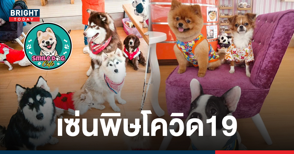 ลูกค้าใจหาย คาเฟ่หมาใจกลางเชียงใหม่ ประกาศปิดกิจการ เซ่นพิษโควิด19