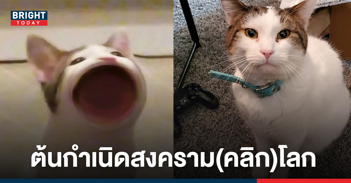 น้องเหมียว โอ๊ตมีล เจ้าของภาพมีมแมวปากป๊อป จากเกมคลิกระดับโลก POPCAT