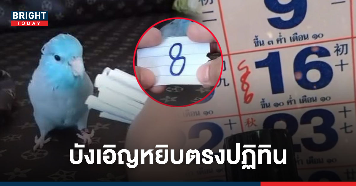 หวยปฏิทิน 16 กันยายน มาแรงเวอร์ 8 – 6 ใกล้เคียง หวยนกแสนรู้ เคยให้ตรงรางวัลที่ 1