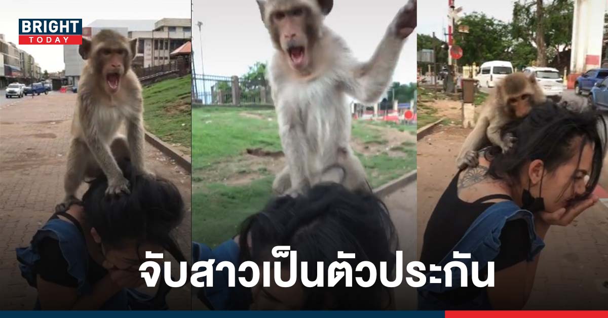 แถวนี้ถิ่นข้า! ลิงลพบุรีสุดกร่าง จับสาวนักท่องเที่ยวเป็นตัวประกัน สถานการณ์สุดตึงเครียด(คลิป)