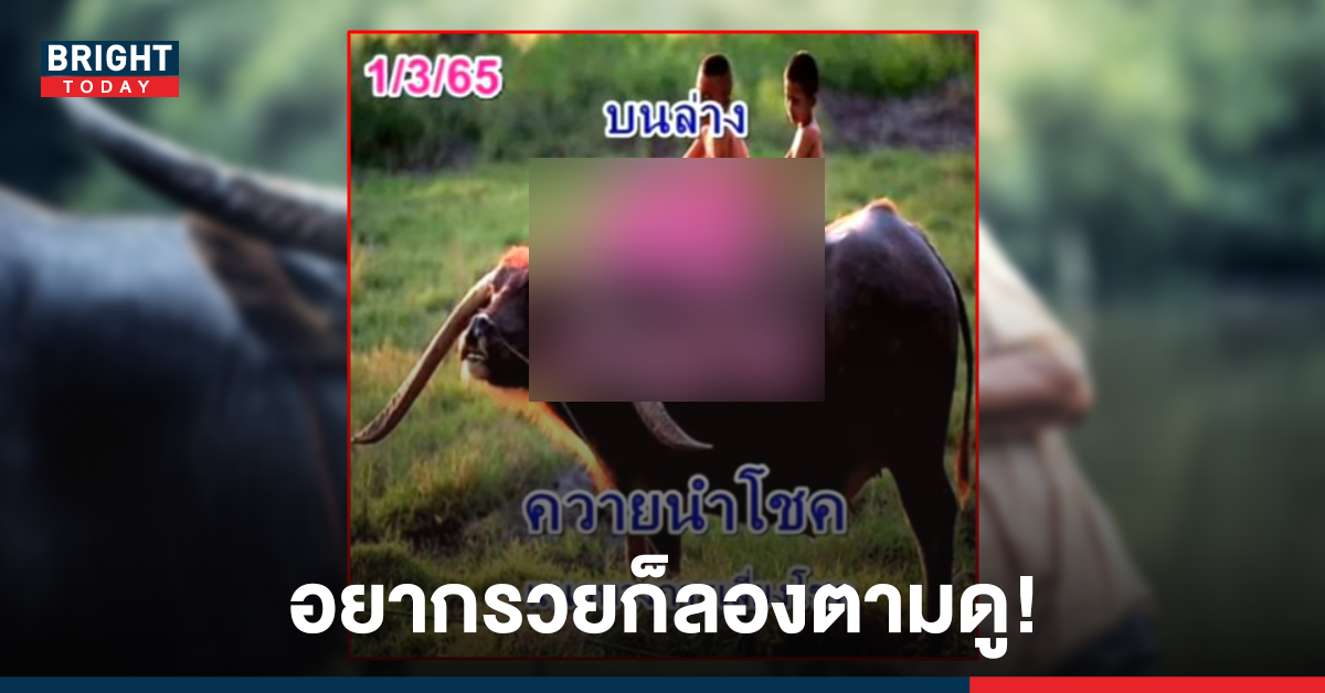 ลุ้นรวย! เลขเด็ดงวดนี้ 1 มี.ค. 65 หวยควายนำโชค ปล่อยสูตรใหม่บนล่าง เน้นเลข 4