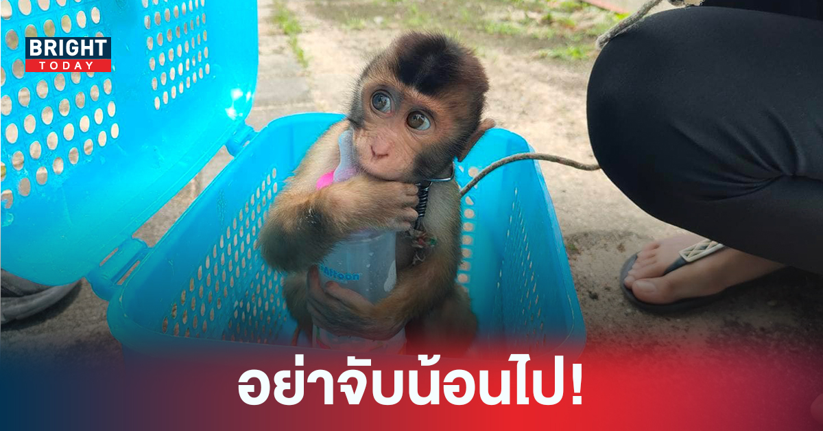 น้อนปลอดภัยแล้ว ‘ลิงกัง’ ตาแป๋ว สุดน่ารัก ถูกสาวประกาศขายสัตว์ป่าคุ้มครอง