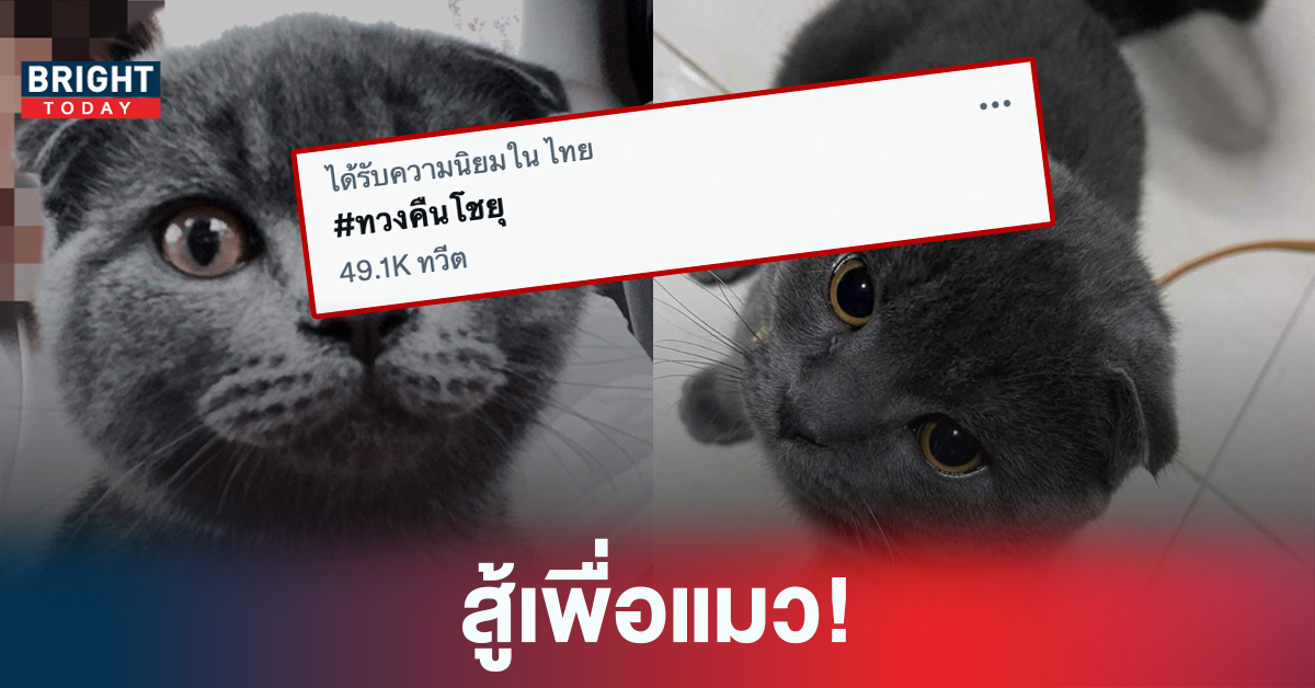 มาแรง! #ทวงคืนโชยุ ขึ้นเทรนด์ทวิตเตอร์ จากกรณี แฟนขโมยแมวไปขาย