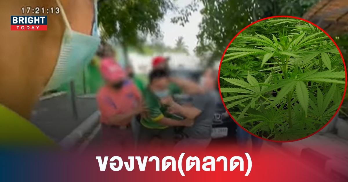 ฉุนจัดวางมวย จนท. ต้นกัญชาหมดอดซื้อ ล่าสุดศูนย์วิจัยแม่โจ้ออกแถลงแล้ว