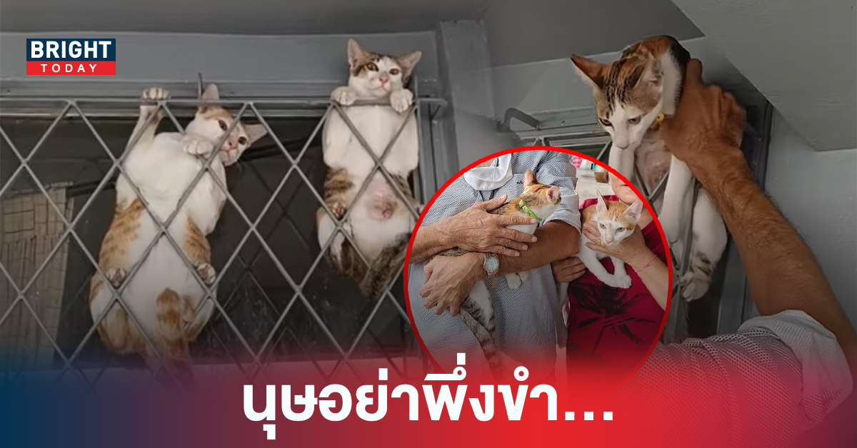 แมวหายทาสตามกว่า 3 ชั่วโมง พบตัว! โกรธไม่ลงใครเห็นต้องหลุดขำก่อน