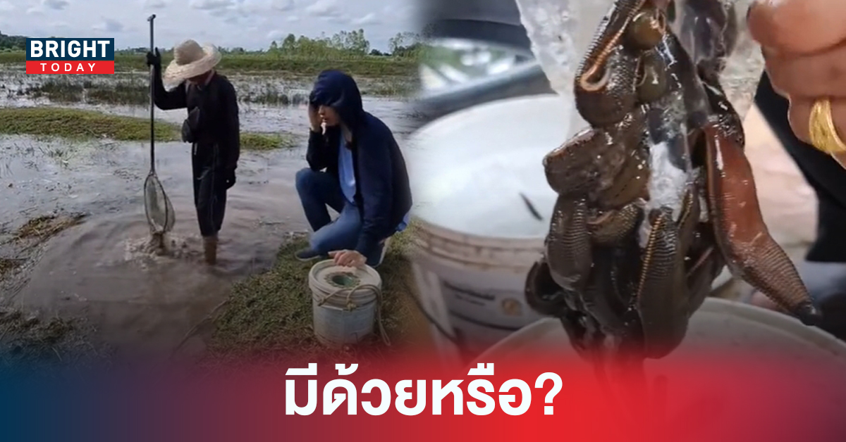 คลิปไวรัล อาชีพจับปลิงขาย แปลกแต่จริงอาชีพใหม่สุดขนลุก รู้ราคามีอึ้ง!