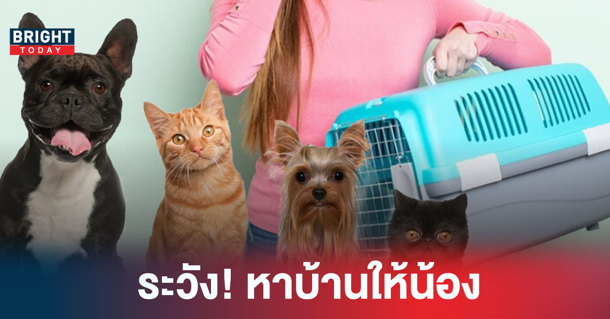 หาบ้านให้หมาแมว ต้องเช็คอะไรบ้าง? ส่งน้องให้อยู่ดี-ปลอดภัย