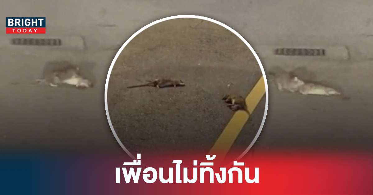 เศร้าใจ! คลิปไวรัล หนูพยายามช่วยเพื่อน แต่สุดท้ายโดนรถเหยียบตายทั้งคู่