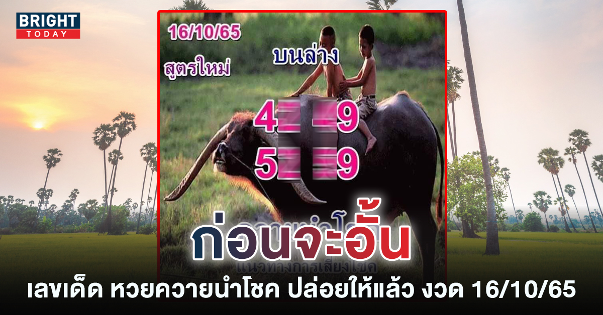 ควายนำโชค1