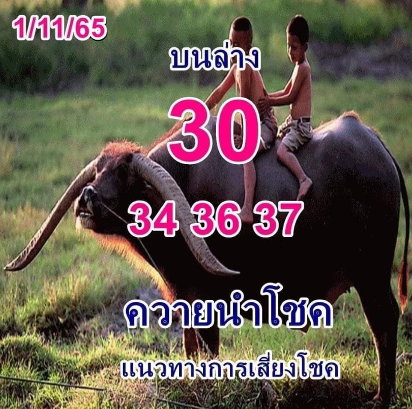 หวยควายนำโชค-1-11-65-เลขเด็ดงวดนี้-หวยรัฐบาล