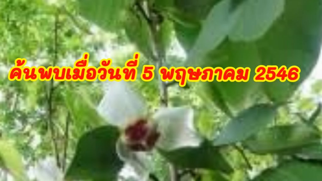 แปลปกสลาก3