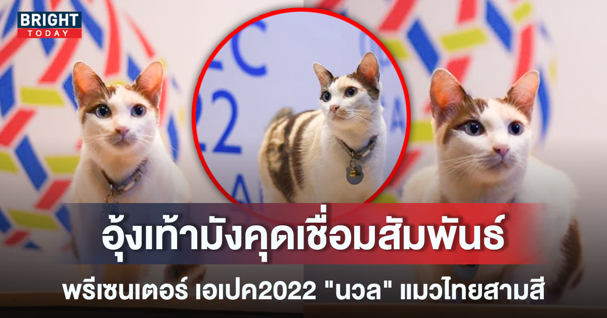 แมวไทยสู่สากล! เปิดตัวพรีเซนเตอร์ เอเปค2022 “นวล” เหล่าทาสใจเหลวเป๋ว