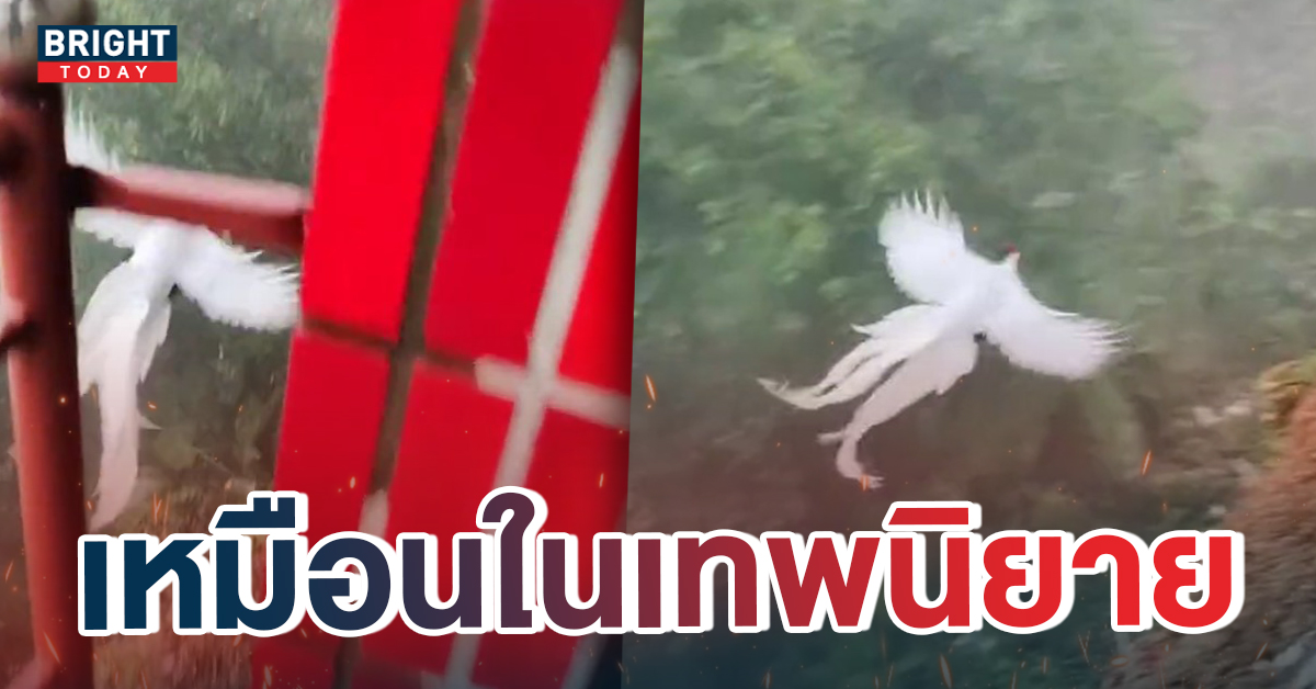 หน้าปกใหม่-ไก่ฟ้า