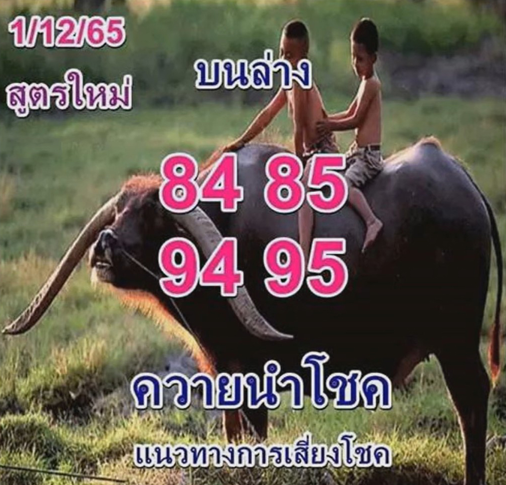 หวยควายนำโชค-1-12-65-เลขเด็ดงวดนี้-หวยรัฐบาลไทย-2