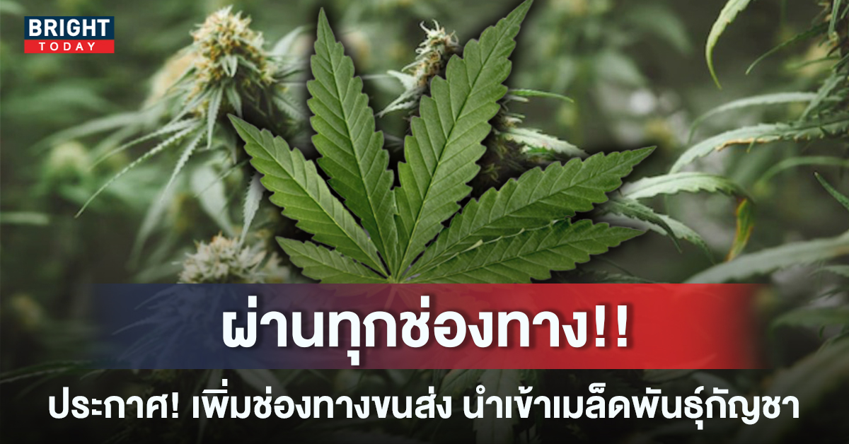 3นำเข้ากัญชา