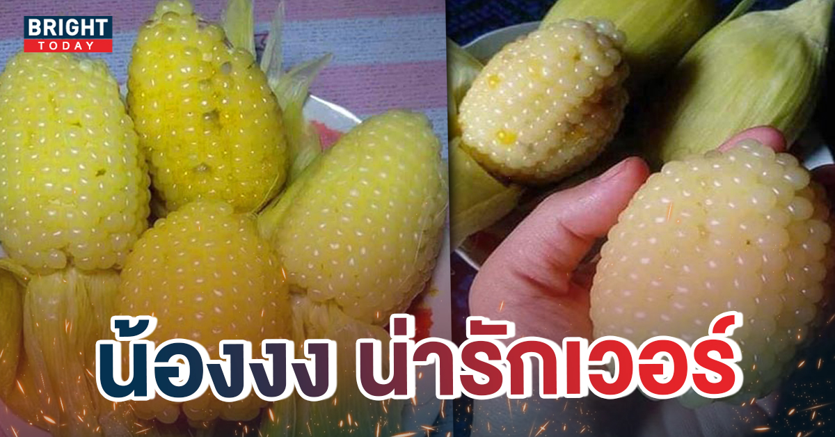 หน้าปกใหม่-ข้าวโพดจิ๋ว