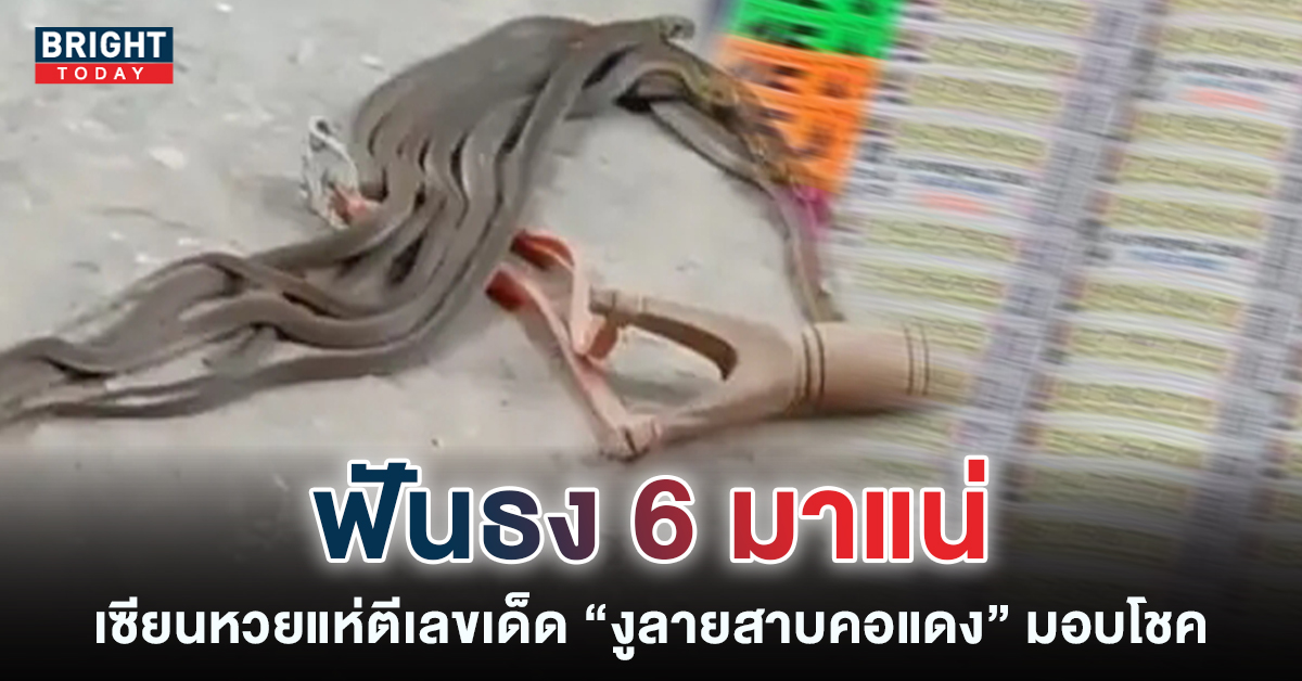 เลขเด็ด-งูลายสาบคอแดง-16-12-65-25