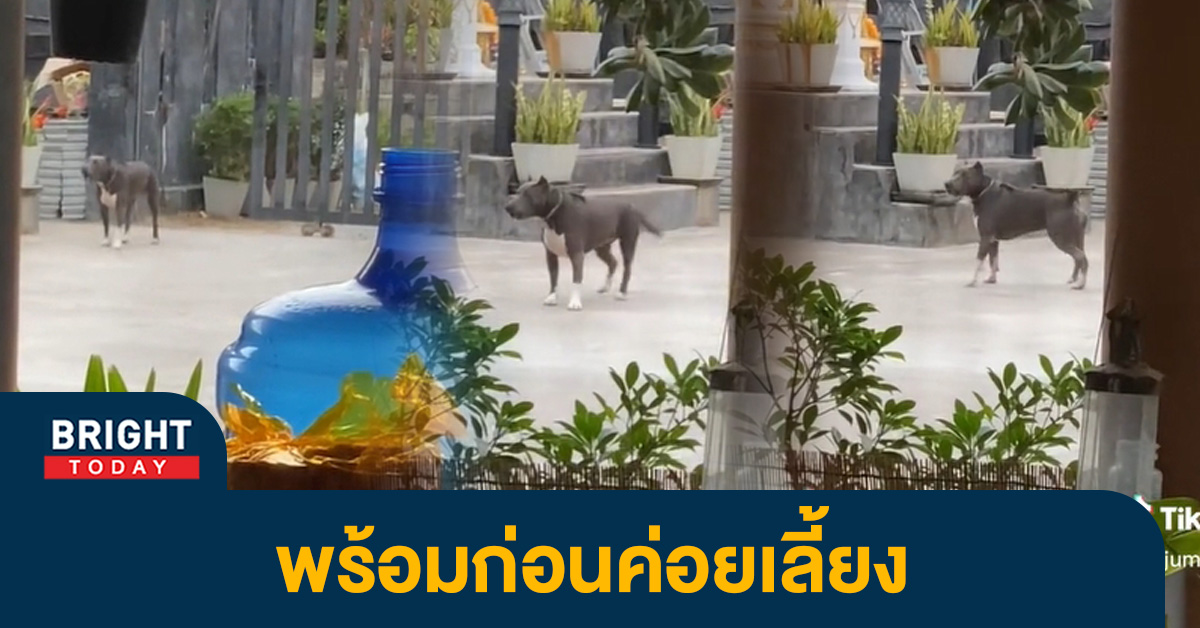 คลิปไวรัล-พิตบูล