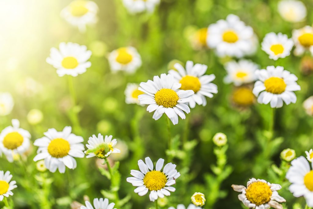 chrysanthemum