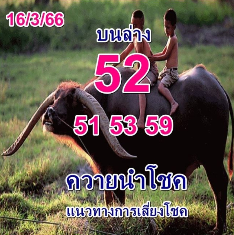 หวยควายนำโชค-16-3-66-เลขเด็ด-หวยงวดนี้-3