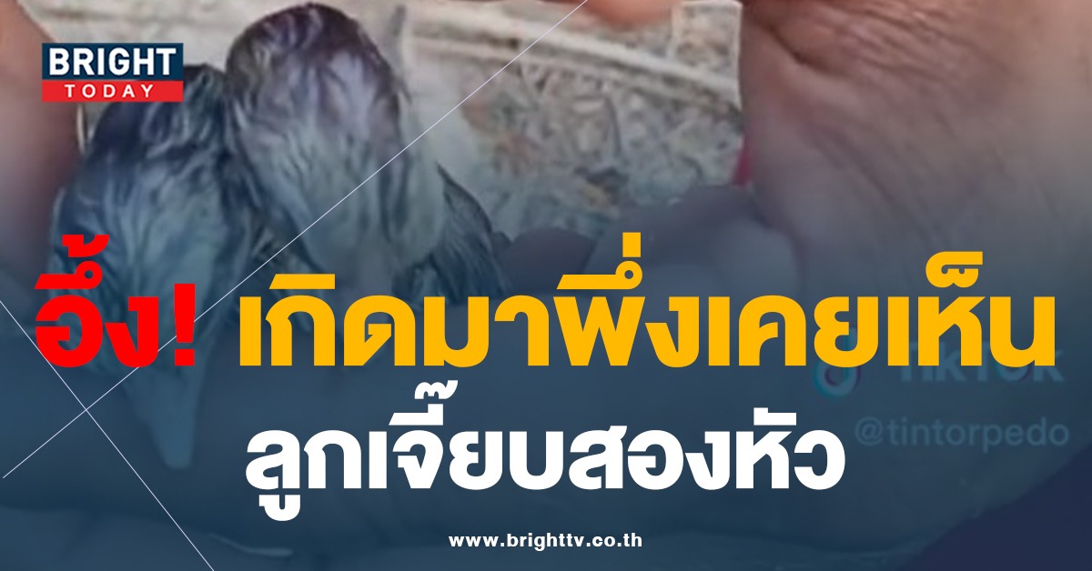 คลิปไวรัล ลูกเจี๊ยบสองหัว เกิดมาพึ่งเคยเห็น! คอหวยแห่ตีเลขเลขเด็ด