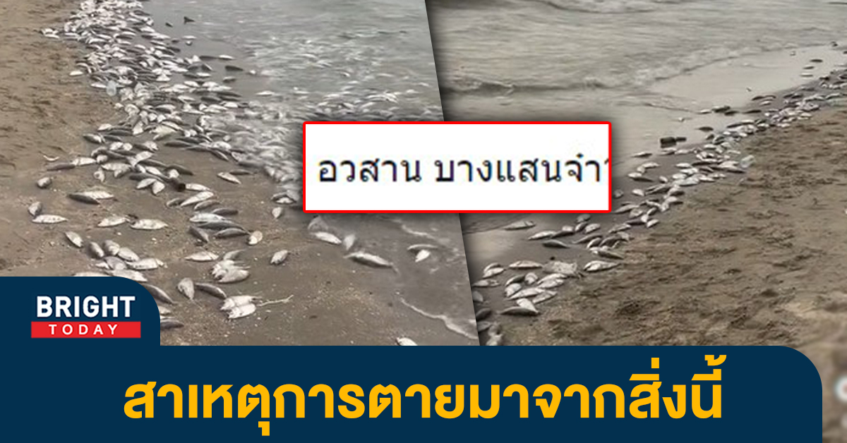 เหม็นคลุ้งหาด! โซเชียลแห่แชร์ คลิปปลาตายเกลื่อนบางแสน เกิดจากอะไร?