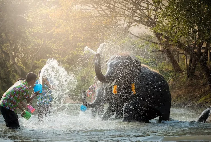 chiang-mai-elephants-thailand-pl-1