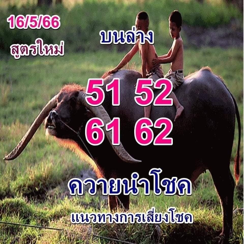 -หวยควายนำโชค-16-5-66