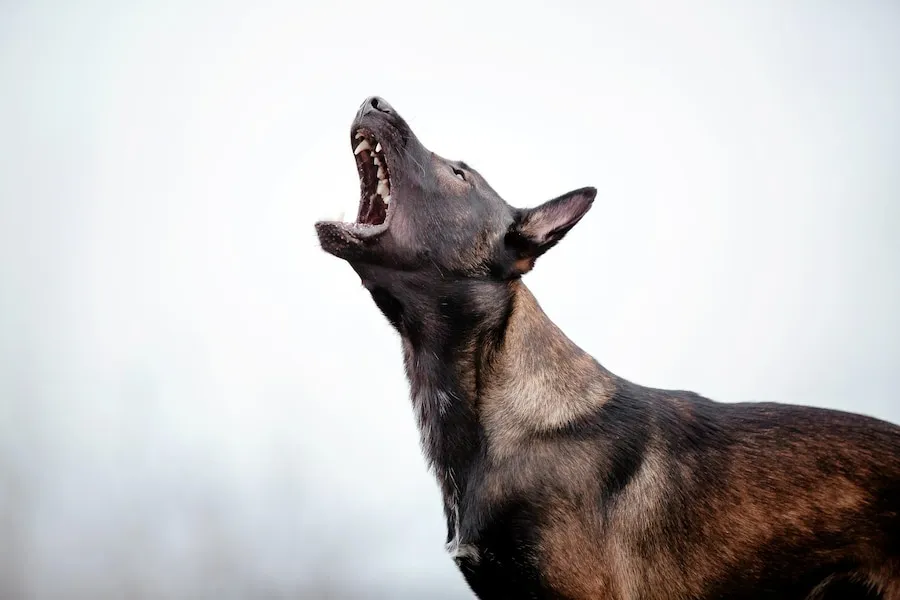 belgian-shepherd-malinois-walk-f