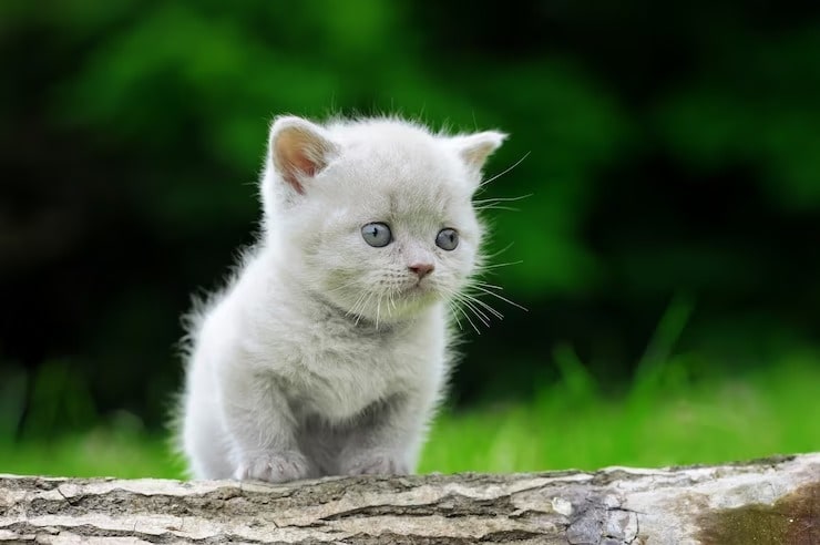 close-up-gray-kitten-nature 1679-min