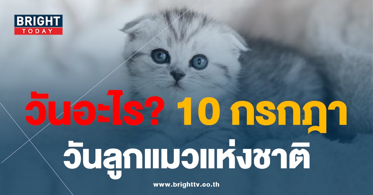 วันนี้วันอะไร? 10 กรกฎาคม วันลูกแมวแห่งชาติ NATIONAL KITTEN DAY