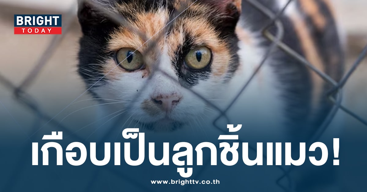 ทึ่ง! ตำรวจจีนสกัดรถบรรทุก ขนแมวกว่าพันตัว เตรียมเชือดทำลูกชิ้น?