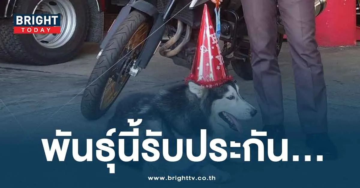 ประกาศหมาหาย ตามหาเจ้าของ นักดับเพลิง ลั่น มันกินข้าวหมดสถานีแล้ว