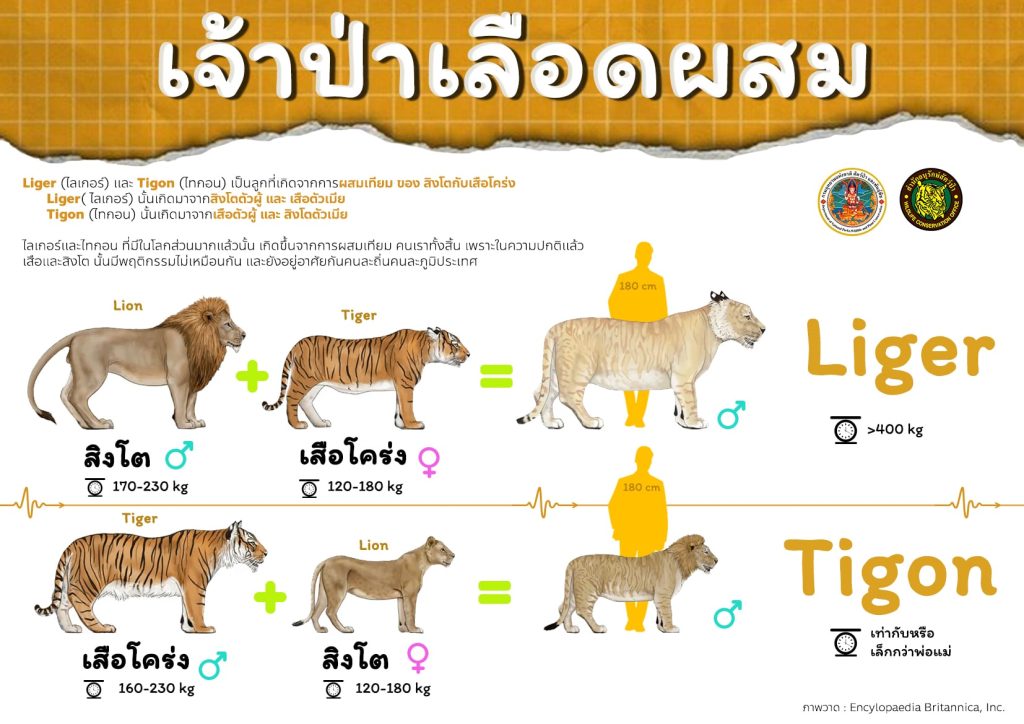 ไลเกอร์-ไทกอน-min