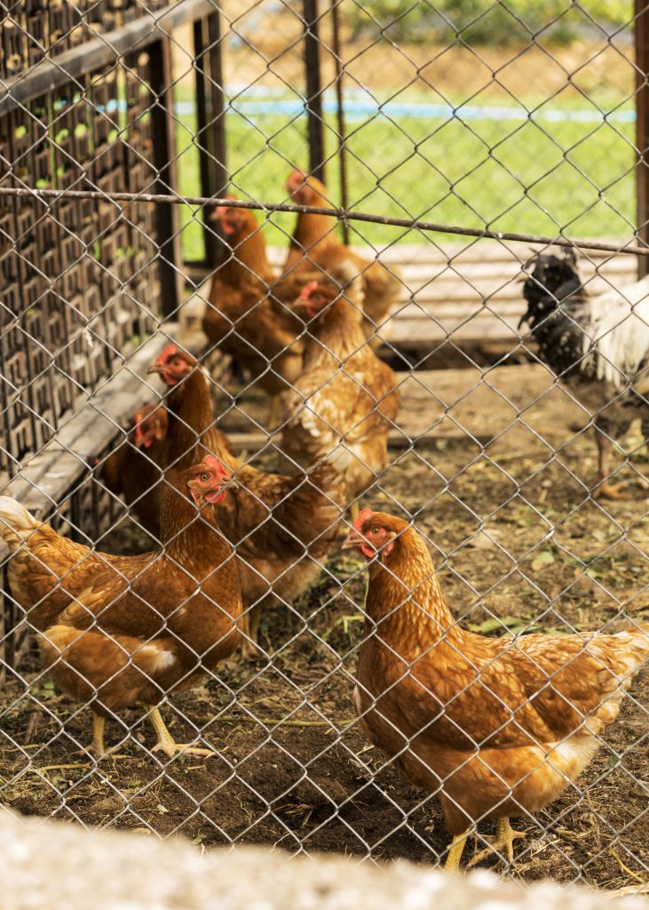 high-angle-flock-chickens