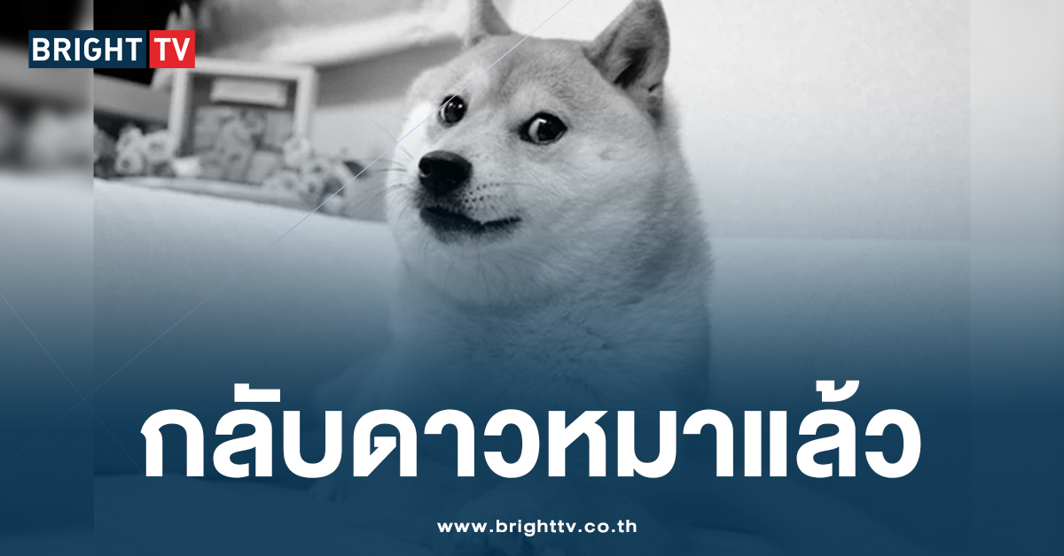 เศร้า ‘คาโบซุ’ หมาชิบะ เจ้าของมีมดัง กลับดาวหมาแล้ว แฟนๆ ร่วมไว้อาลัย