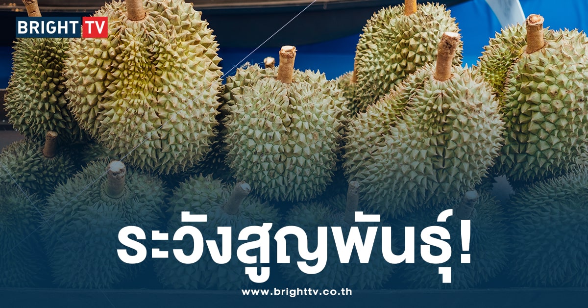 ท่าไม่ดี! ทุเรียนไทย เผชิญ 4 ปัจจัยเสี่ยง หลังคู่แข่งแซงหน้าส่งออก