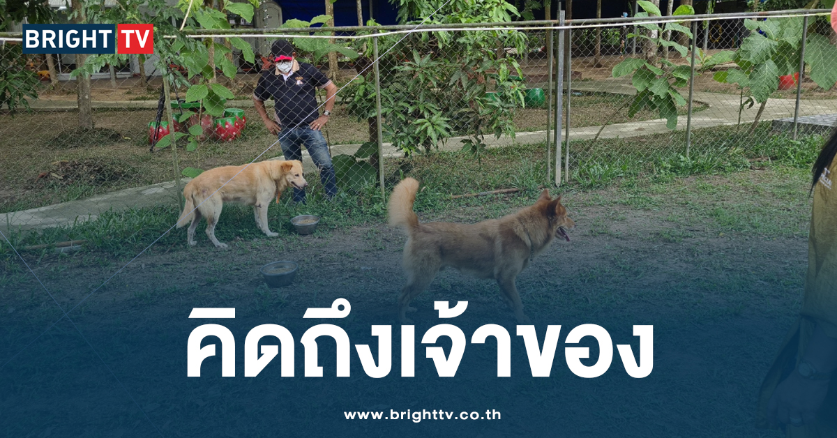 หมาจร 8 ชีวิต สู่ครอบครัว K9 ยังปรับตัวไม่ได้ ครูฝึกคาด น้องคิดถึงเจ้าของ