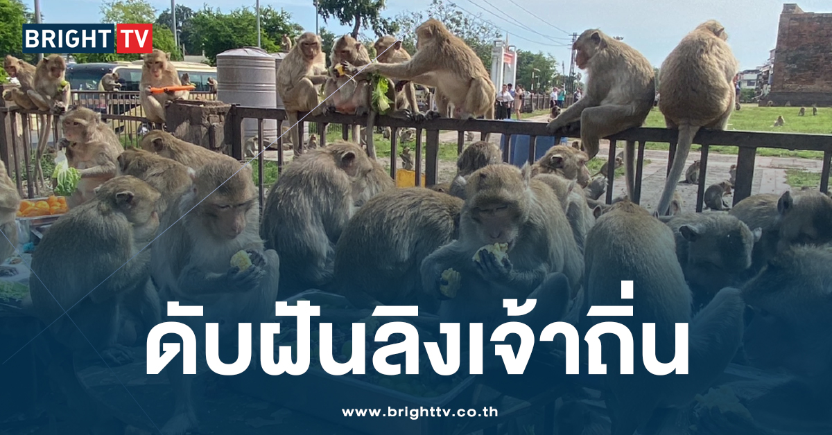 เตรียมตั้งรับ! ดักจับ ลิงลพบุรี ตั้ง กรงใหญ่ 7 จุด เข้าสถานอนุบาลฯ