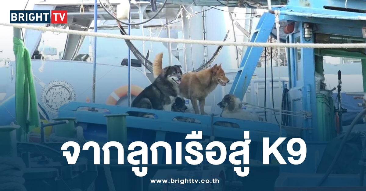 อัพเดตชีวิต หมาจร 8 ตัว บนเรือขนน้ำมันเถื่อน ล่าสุดถูกเกณฑ์เข้า K9