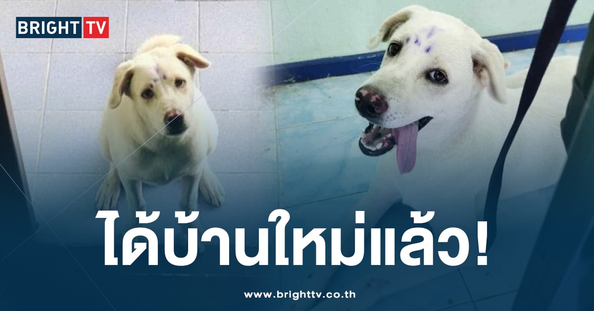 หาบ้านให้ น้องหมา -ปก-min