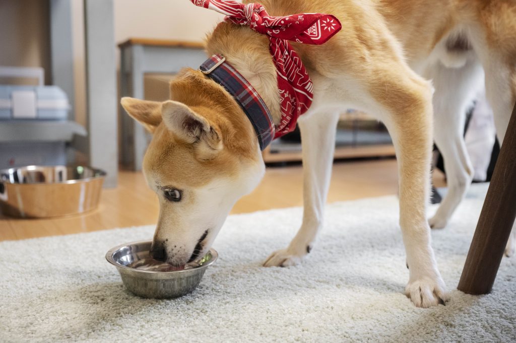 shiba-inu-dog-taking-walk-min