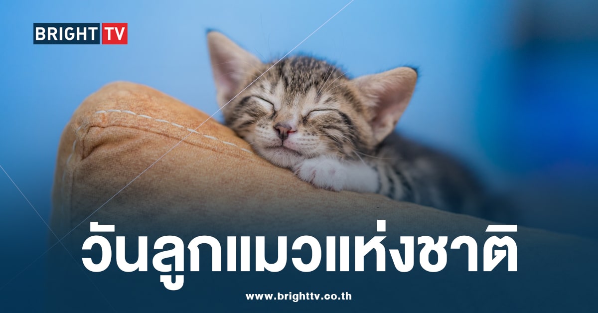 วันนี้วันอะไร? 10 กรกฎาคม เป็นวันลูกแมวแห่งชาติ (National Kitten Day)