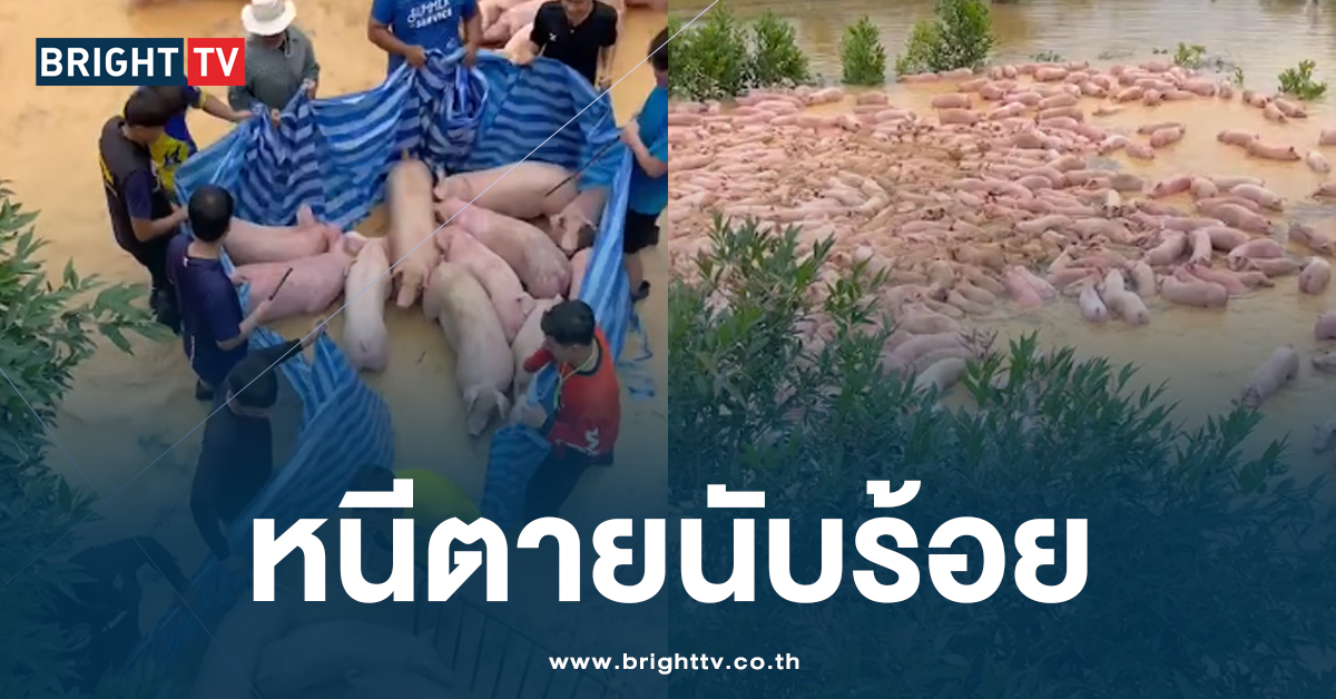 ตะลึง! ฝูงหมูนับร้อยหนี น้ำท่วม ชาวบ้านต้อนอพยพไปพื้นที่ปลอดภัย