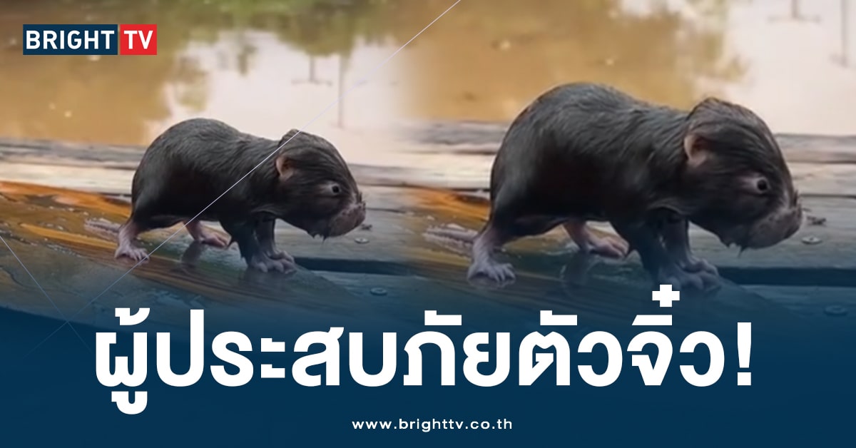 สุดไวรัล! ชาวเน็ตแห่ชื่นชน สาวใจบุญ ช่วยเหลือ ตัวตุ่น ผู้ประสบภัยจิ๋ว